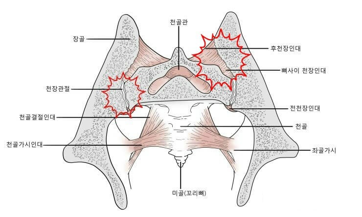 천장관절 도해