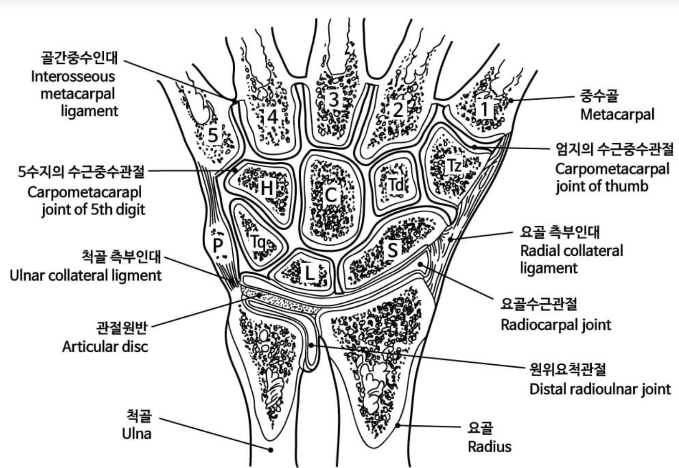 삼각골 섬유연골 복합체 해부학적 구조 1
