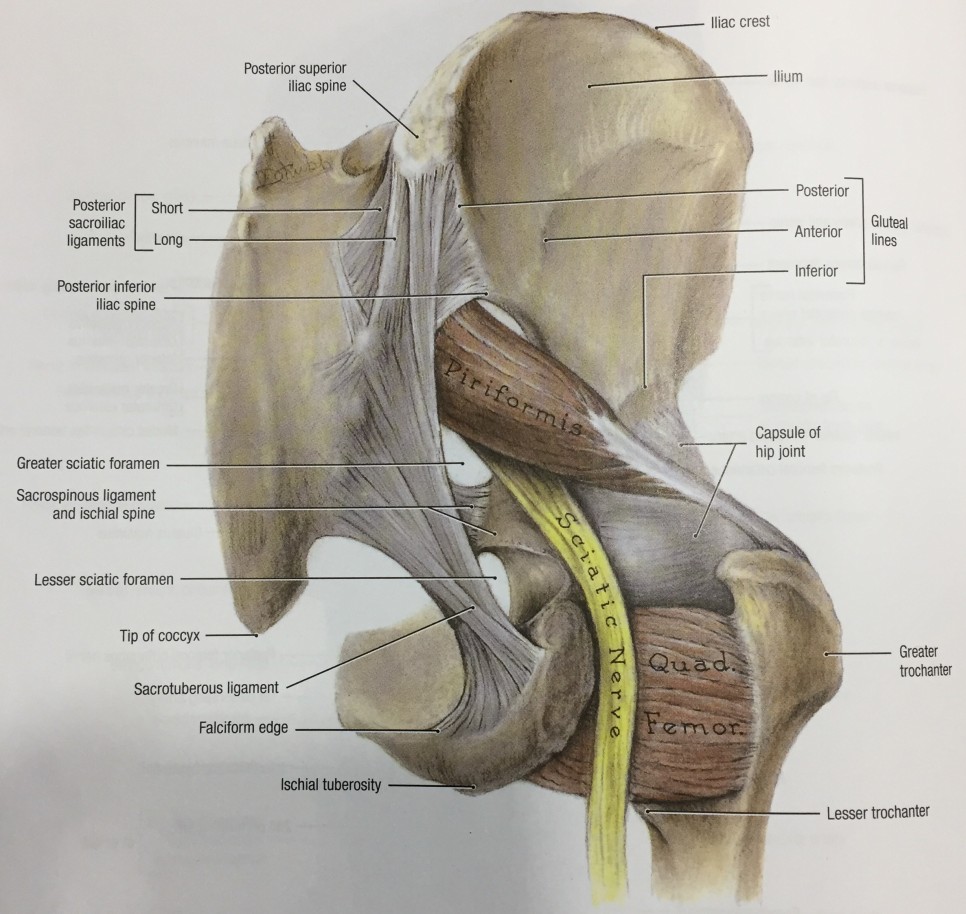좌골신경과 이상근의 해부학적 구조